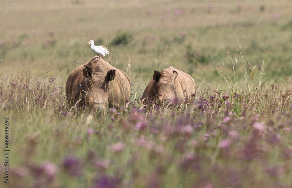 Obraz premium White rhino mother and youngster, South Africa