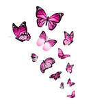 Flock of  butterflies on white background
