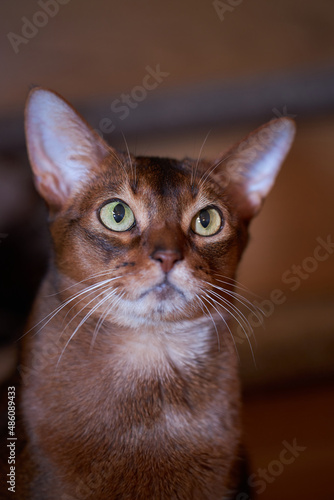 Close-up studio portrait Abyssinian cat on dark background