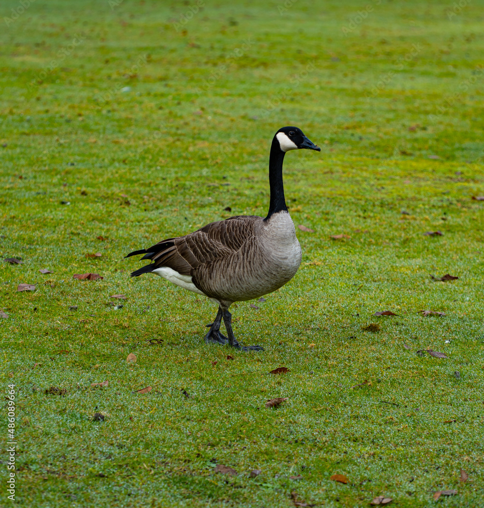 Canadian goose standing up straight on green grass. British Columbia, Canada Canadian goose standing up straight on green grass. British Columbia, Canada