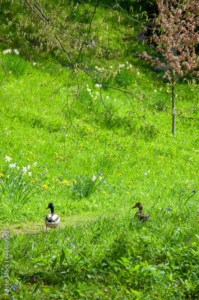 Obraz premium Ducks on the grass