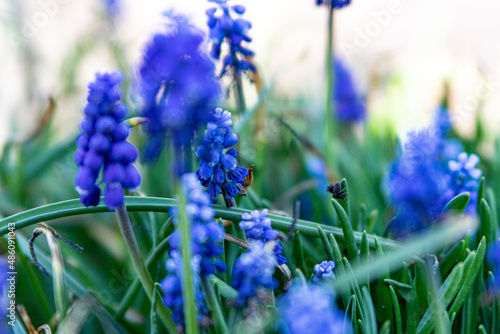 blue flower spider