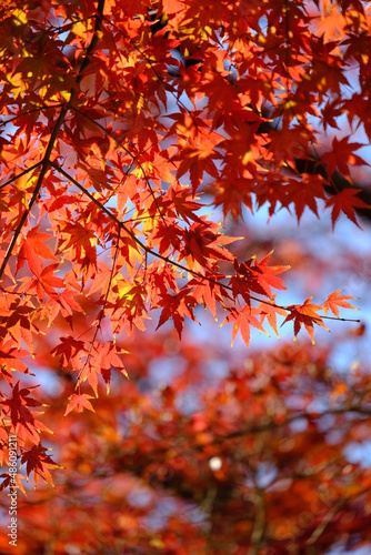 日本の秋（紅葉風景）