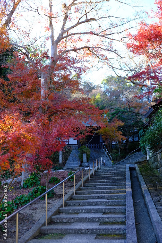 日本の燃えるような秋の紅葉