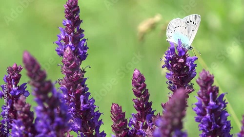 Butterfly Flying on Lavender Flower in Field, Gathering Pollen, Pierinae Insects on Plants in Yard, Pollination photo