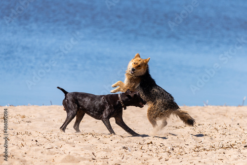 Two dogs playing or fighting on a sandy beach