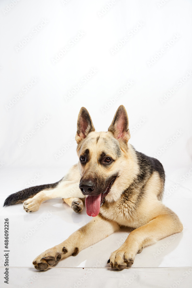 Dog German Shepherd with a black muzzle on a white background Dog German Shepherd with a black muzzle on a white background