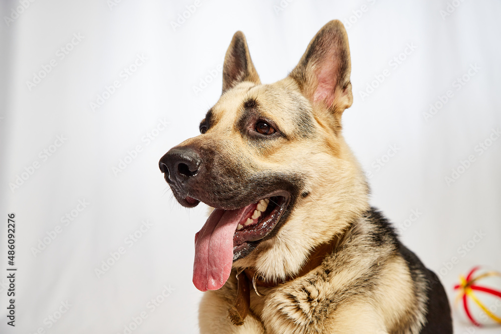 Dog German Shepherd with a black muzzle on a white background