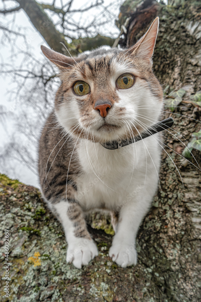 Portrait of a big cute domestic cat climbed on the tree top branch watching down.