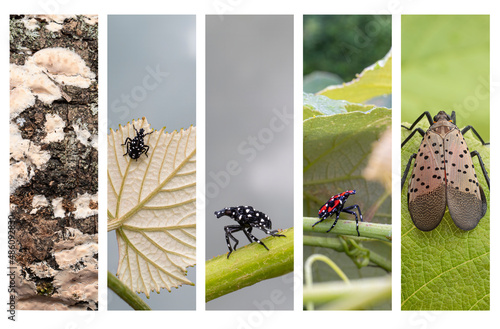 Five images depicting the growth of the spotted lanternfly photo