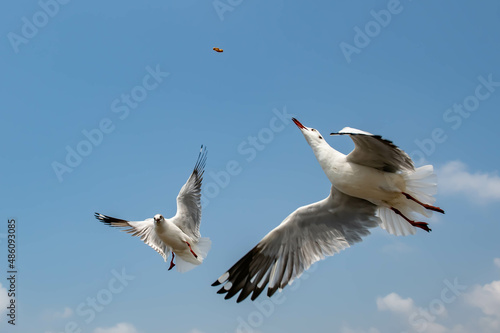 Seagulls flying on the beautiful sky chasing after food to eat.