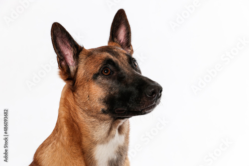 belgischer sch  ferhund rotbraun malinois