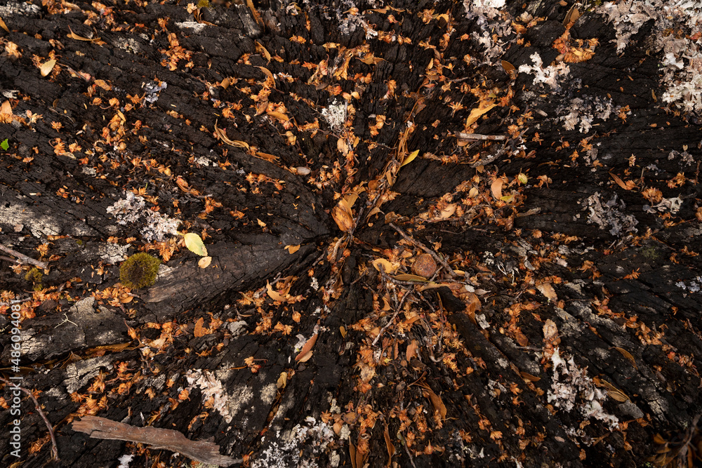 Natural background. Closeup view of a cut down tree trunk. Beautiful texture and pattern. Natural background. Closeup view of a cut down tree trunk. Beautiful texture and pattern.