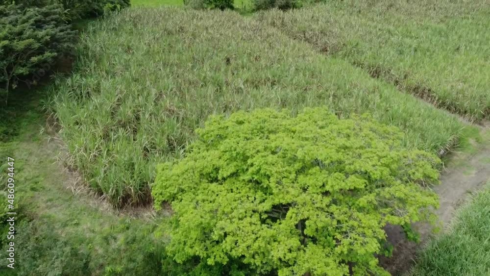 Vista a erea de un campo con una cosecha de azucar en el Valle del Cauca, Colombia Vista a erea de un campo con una cosecha de azucar en el Valle del Cauca, Colombia