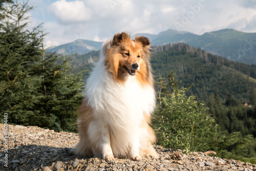 Cute, fur black white tricolor shetland sheepdog, small collie  outdoor portrait on big rock on summer time. Sheltie on a big stone with background of forest and beautiful mountains, hills © Lidia