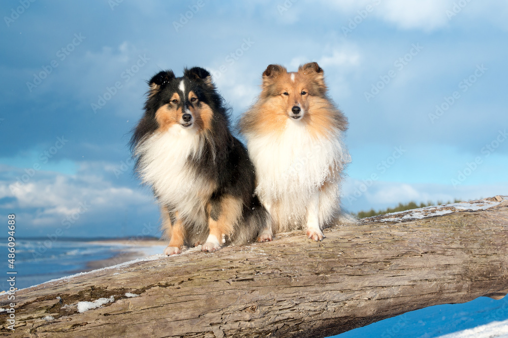 Cute sable white and tricolor shetland sheepdogs, shelties portrait with background of blue sky and frozen sea on sunny day. Adorable little lassie dog, small collie with fur coat on winter day