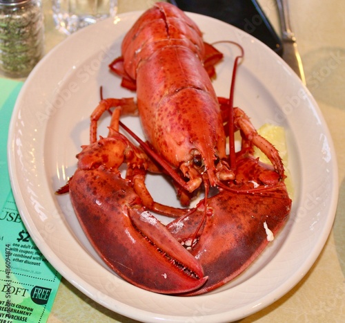 fresh steamed lobster on a plate