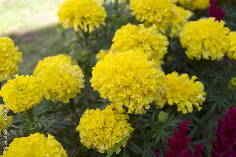 Beautiful marigold flower field with full blooming marigold Beautiful marigold flower field with full blooming marigold