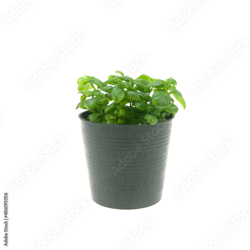 green plants in black plastic pots isolated on white background