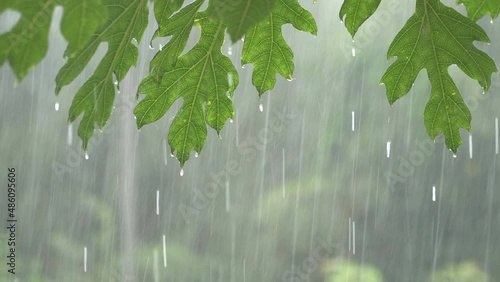 Heavy Rain Falling On Papaya Tree Leaves summer day time In 4k shot