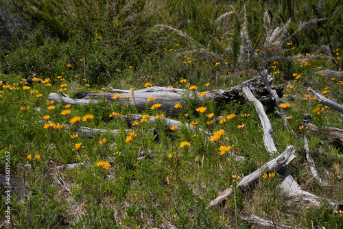 Patagonia flora. View of Alstroemeria aurea, also known as Amancay, yellow flowers and green foliage, blooming in the field. photo