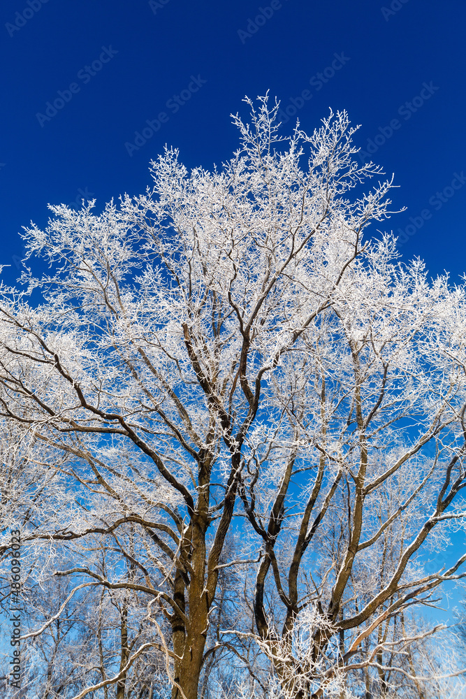 Trees with hoarfrost on the background of pure blue sky.