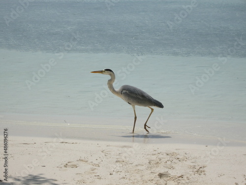 Reiher