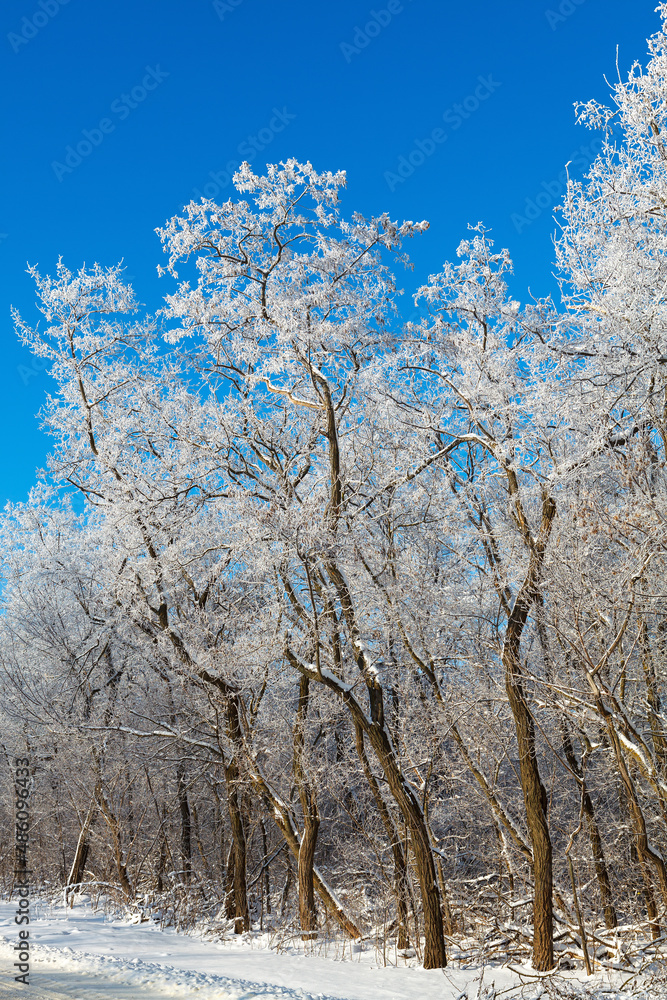 Trees with hoarfrost on the background of pure blue sky Trees with hoarfrost on the background of pure blue sky