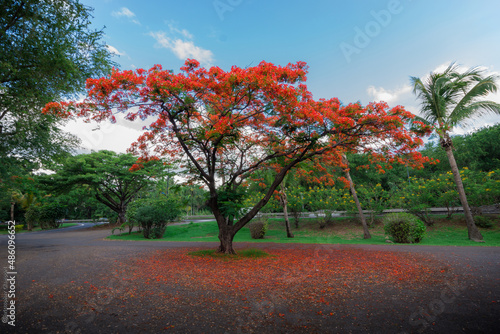 flamboyant