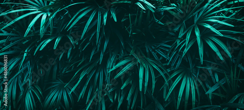 tropical leaves, dark nature background