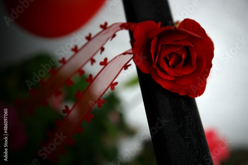Rote Rose