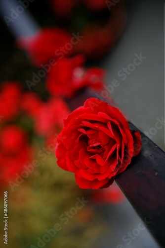 Rote Rose