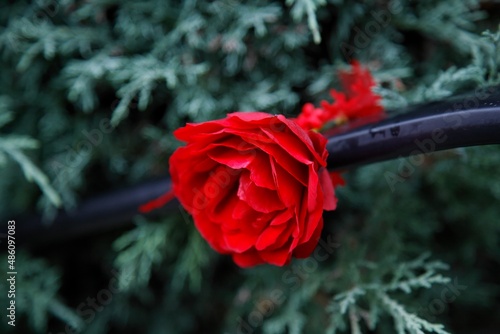 Rote Rose