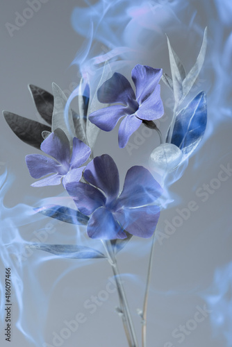 Fototapeta Naklejka Na Ścianę i Meble -  blue periwinkle on a gray background, smoke and steam as a smell and aroma.
