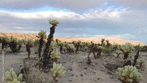 Movie over the cactus field of the Cholla Cactus garden in the Jushua Tree national park in california photo