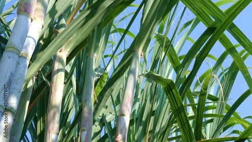 Slow motion scene of sugarcane plantation sugarcane cultivation