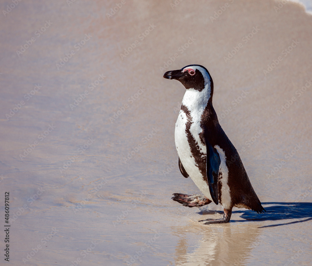 Fototapeta premium Penguin walks along sandy beach at the exit from the sea.