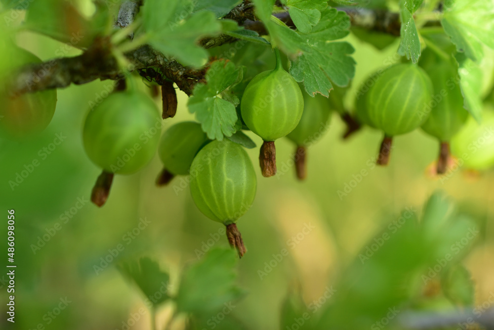 The fruits of an unripe gooseberry hang on a branch. The fruits of an unripe gooseberry hang on a branch.