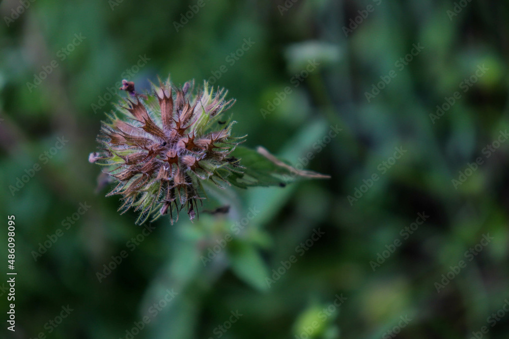 thistle flower in bloom thistle flower in bloom