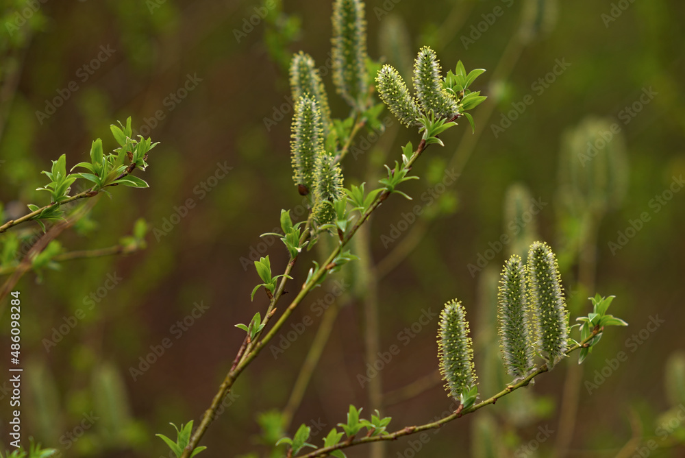 _DSC20150507F9 _DSC20150507F9