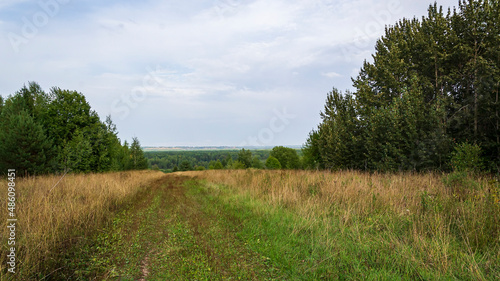 forest road  landscape
