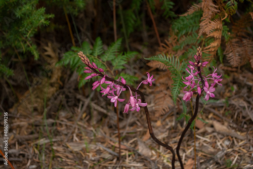 flower in the forest