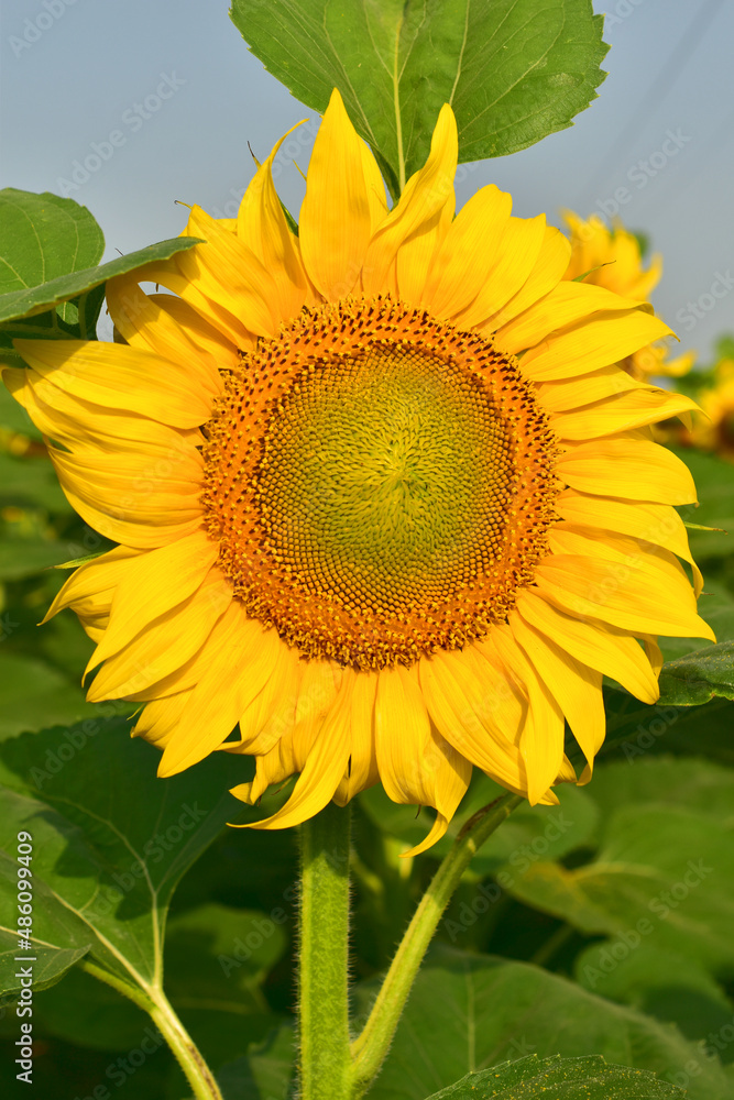 Sunflower with a yellow inflorescence against a blue sky. Sunflower with a yellow inflorescence against a blue sky.