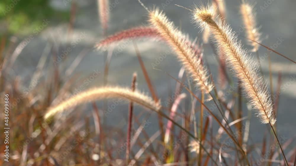 grass in the wind grass in the wind