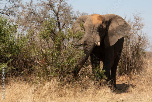 Male African Elephant Bull shaking his trunk with red clay dirt on head in Kruger National Park in South Africa RSA