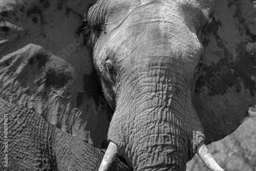 Black and white - African Elephant Bull head in Kruger National Park in South Africa