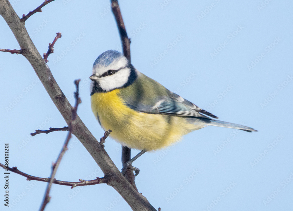 Obraz premium Blue tit