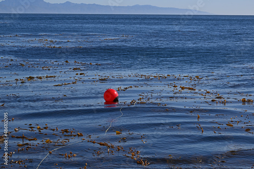 Floating buoy in kelp.