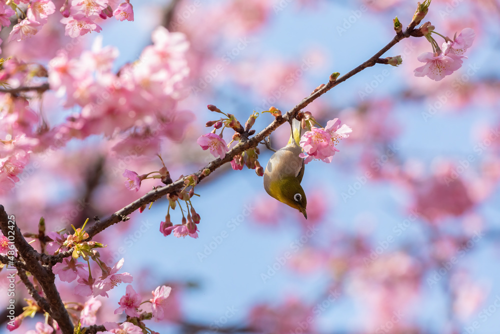 Japanese White-eye and Cerasus lannesiana Carriere at Shibuya, Tokyo, Japan Japanese White-eye and Cerasus lannesiana Carriere at Shibuya, Tokyo, Japan