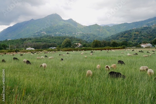 Flock of sheep grazing on green meadows in the hinterlands of Moriani Plage. Corsica, France. photo